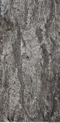 Tree Bark